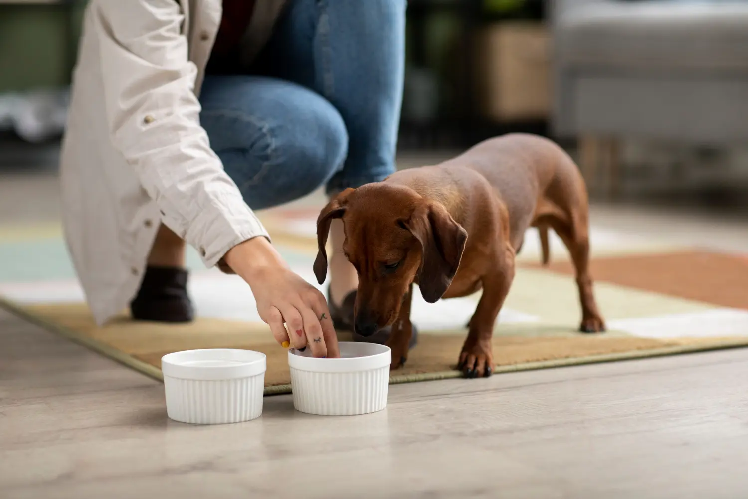 Pessoa oferecendo alimentação para pets